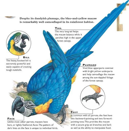 blue and gold macaw food list