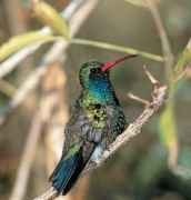 A Perch and search A male broad-billed hummingbird scans for new flowers.