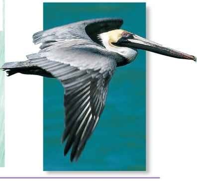 A Smooth glider The pelican flies with slow, powerful wingbeats broken by frequent glides.