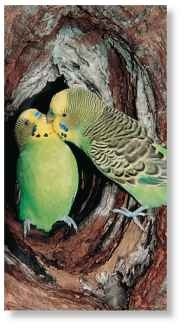Role model The male budgerigar helps feed and rear his offspring.