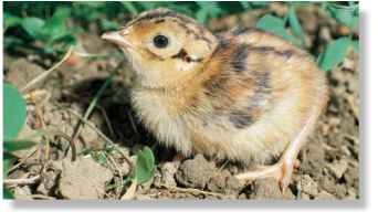 The state bird of South Dakota is the common pheasant.