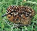 A Early developer Like its parents, a just-hatched young snipe is well camouflaged.