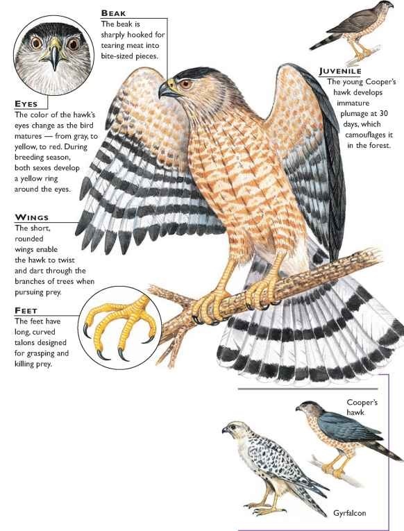 Cooper's Hawk