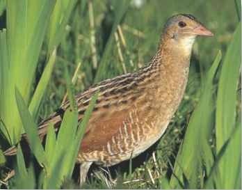Grass roots More often heard than seen, the corncrake spends most of the day hiding motionless in thick ground vegetation.