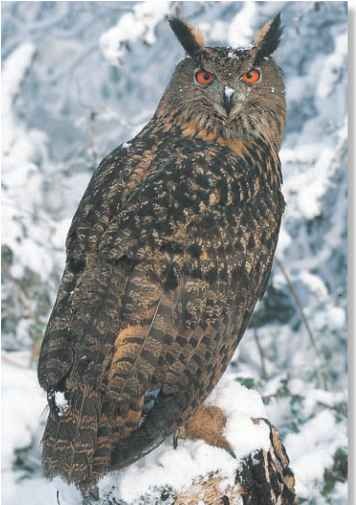 A Snowy wastes Winters are harsh in the eagle owl's wide range.