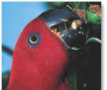 A Juicy fruit A female devouring figs: a favorite food in the Solomon Islands.