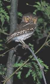 Mostly found in the desert, elf owls also inhabit forests.