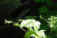 DSC_3450.JPG Photo