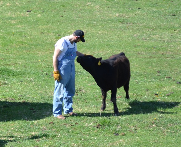 [seeds and cow pics 030[4].jpg]