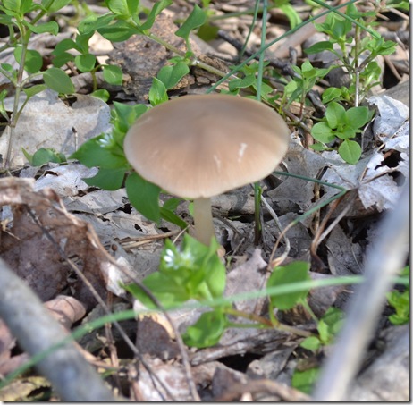 mushroom hunt 030