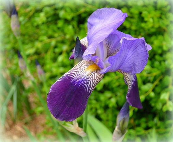 [purple iris[4].jpg]
