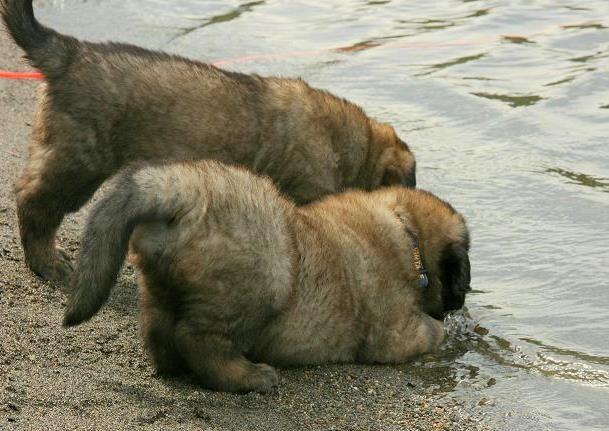 [Isabellas Puppies 058-3[3].jpg]