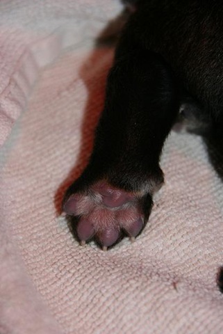 [Isabellas Puppies 013-2[3].jpg]