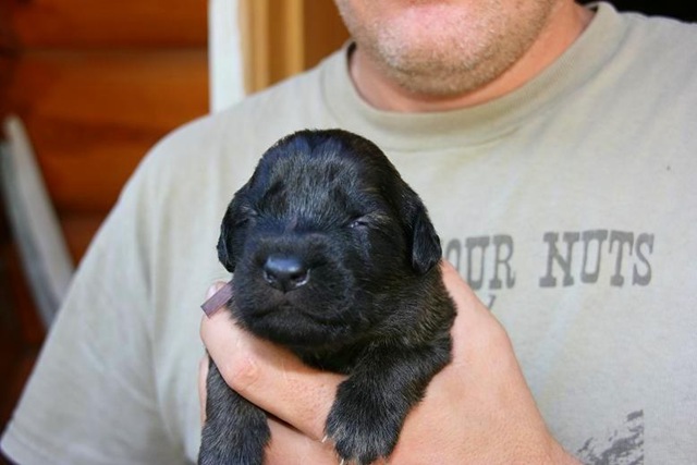 [Isabellas Puppies 028-2[4].jpg]