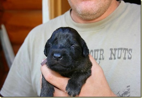 Isabellas Puppies 028-2