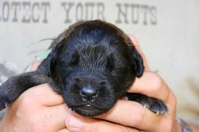 [Isabellas Puppies 032-2[3].jpg]