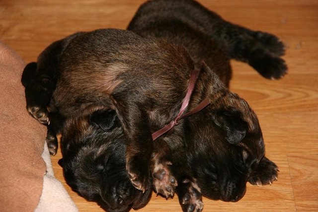 [Isabellas Puppies 001-2[3].jpg]