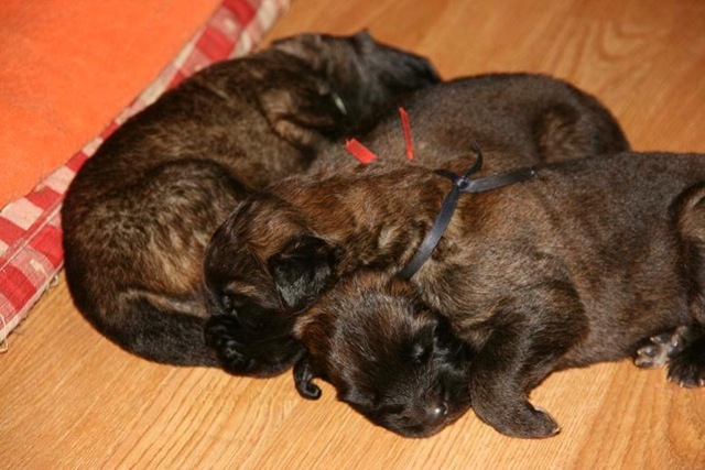 [Isabellas Puppies 007-2[3].jpg]