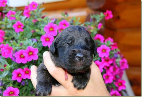 Isabellas Puppies 016-2