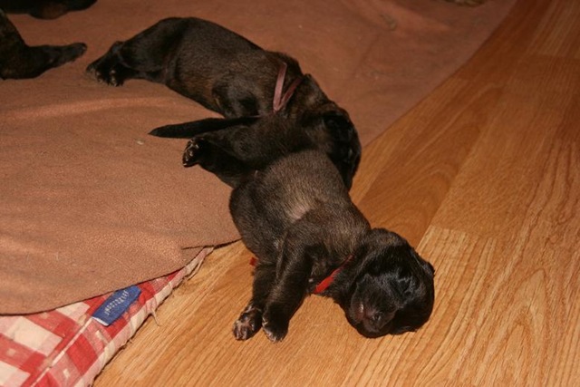 [Isabellas Puppies 008-2[3].jpg]