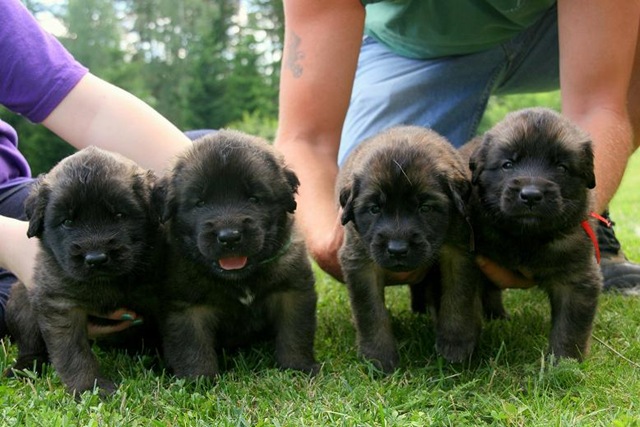 [Isabellas Puppies 020-2[3].jpg]