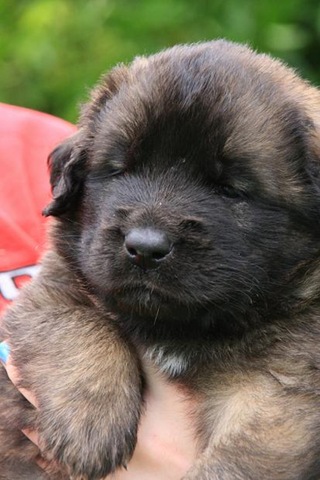 [Isabellas Puppies 011-2[4].jpg]