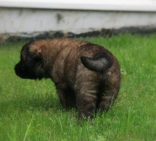 [Isabellas Puppies 043-3[4].jpg]