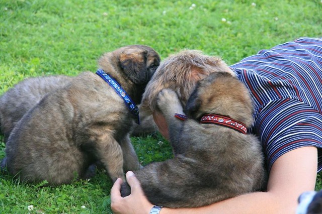 [Isabellas Puppies 031-2[3].jpg]