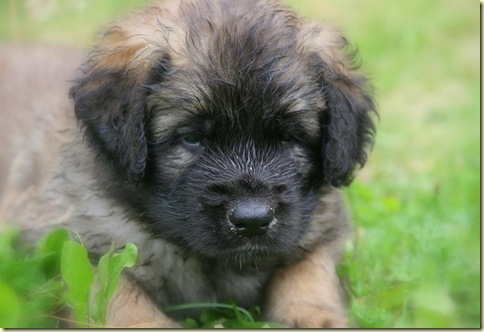 Isabellas Puppies 079-3