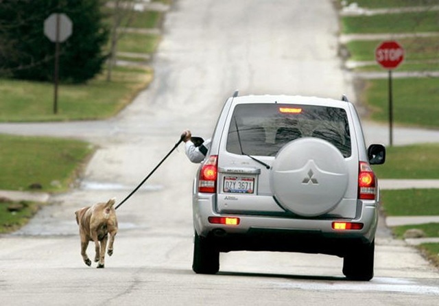 [dog20walking[4].jpg]