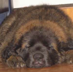 [grizzly2-2[4].jpg]