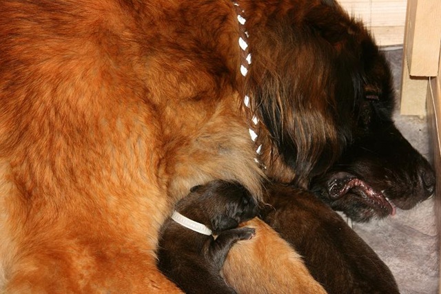 [Birdys babies 2010 022-2[3].jpg]