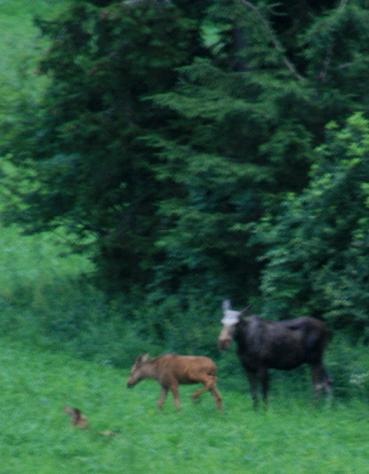 [Birdys babies 2010 038-2[3].jpg]