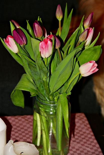 [tulip1[3].jpg]