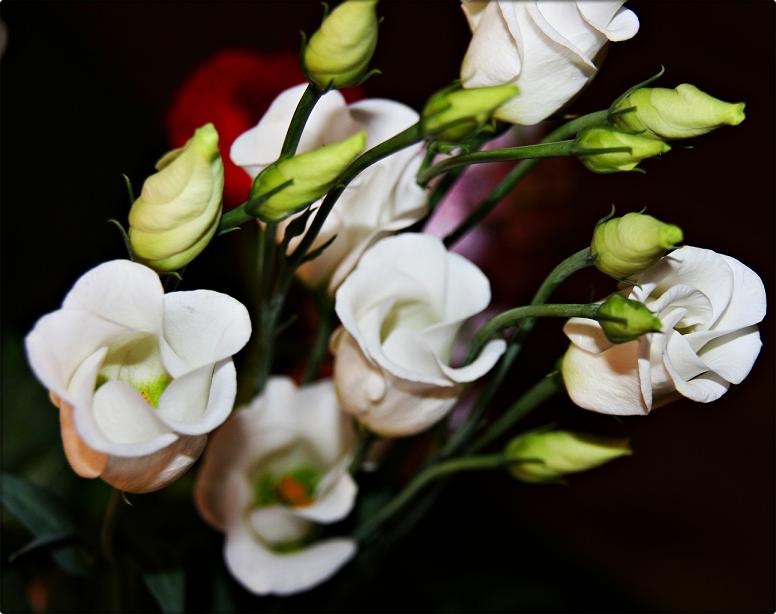 [flower2[3].jpg]