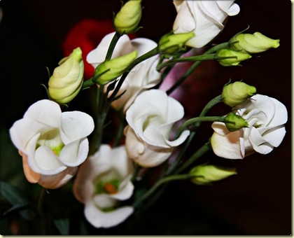 flower2