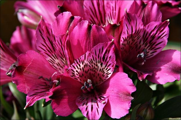 [flower1[3].jpg]