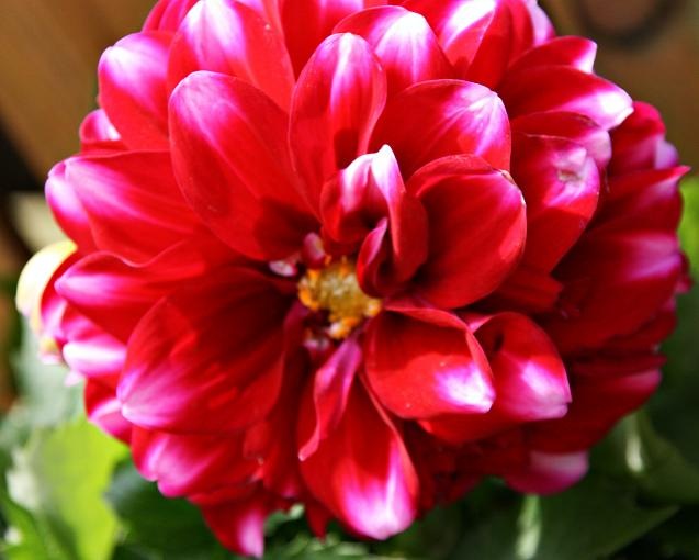 [flower2[3].jpg]