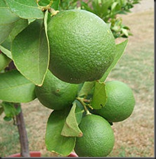 220px-Backyard_limes1 220px-Backyard_limes1