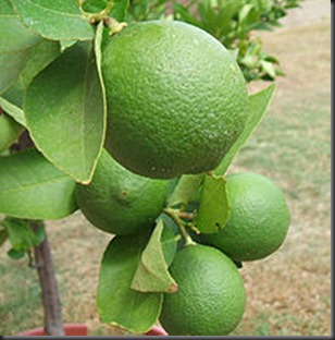 220px-Backyard_limes1