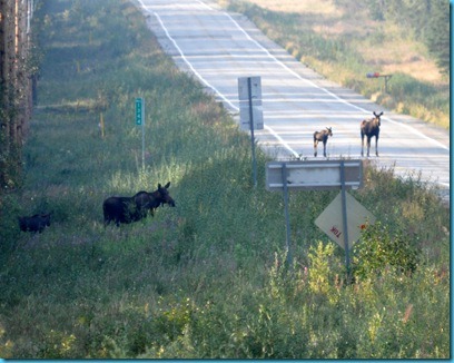 [Moose on the road[3].jpg]
