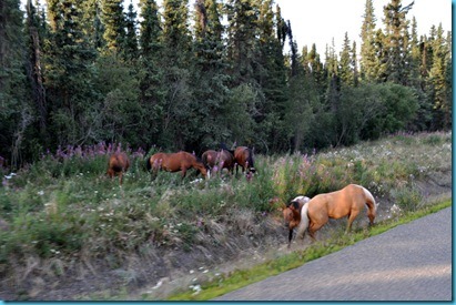 [Horses next to Cassier Hwy[3].jpg]