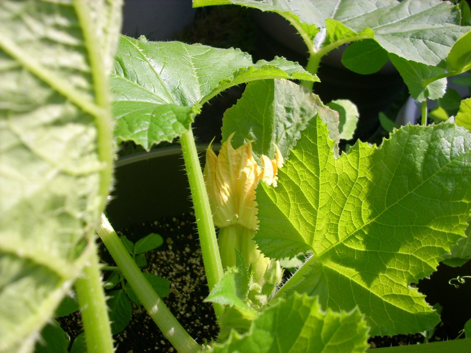 [garden 009[4].jpg]