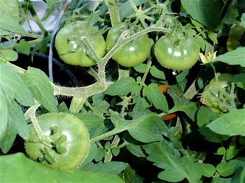 Siberian Tomato