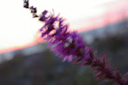 IMGP3856.JPG