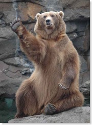 bear