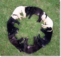 circle_of_sleep