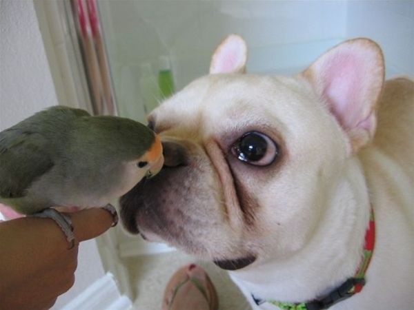 [dog_and_bird2.jpg]