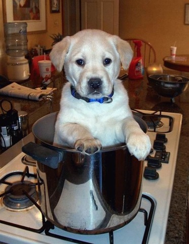 [dog_chow2.jpg]