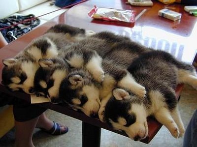 [dogs42.jpg]